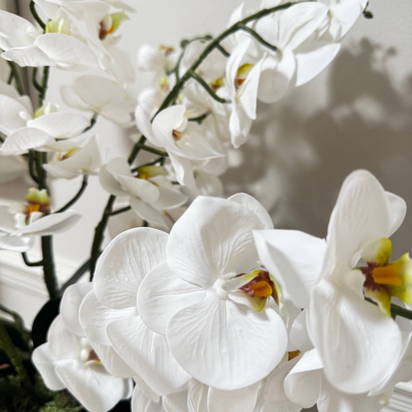 Potted Orchid
