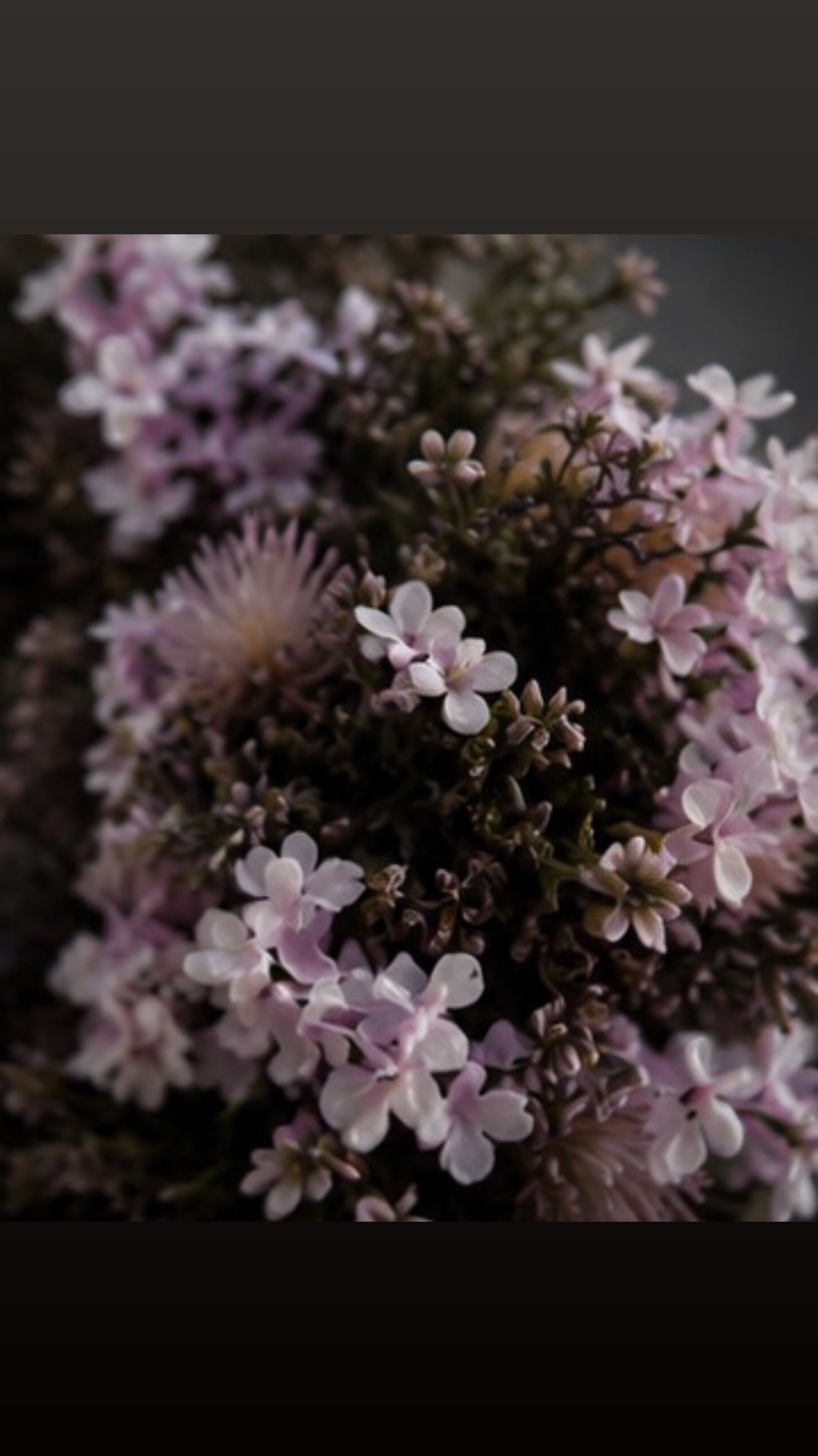 Summer Heather