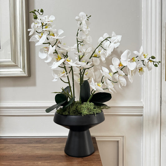 Potted Orchid
